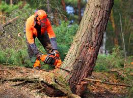 How Our Tree Care Process Works  in  Whitesboro, TX